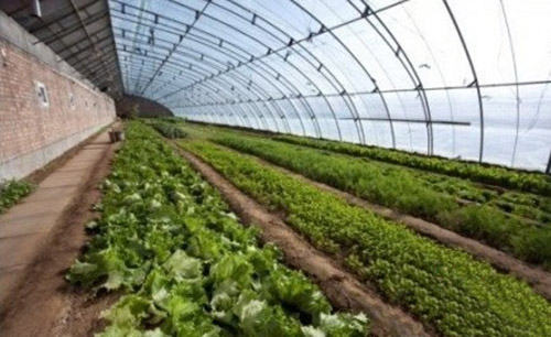 蔬菜大棚 蔬菜大棚