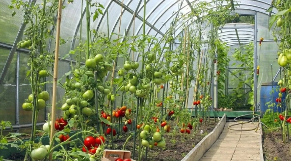 大棚小知識：低溫雨雪天，大棚蔬菜該如何防凍？